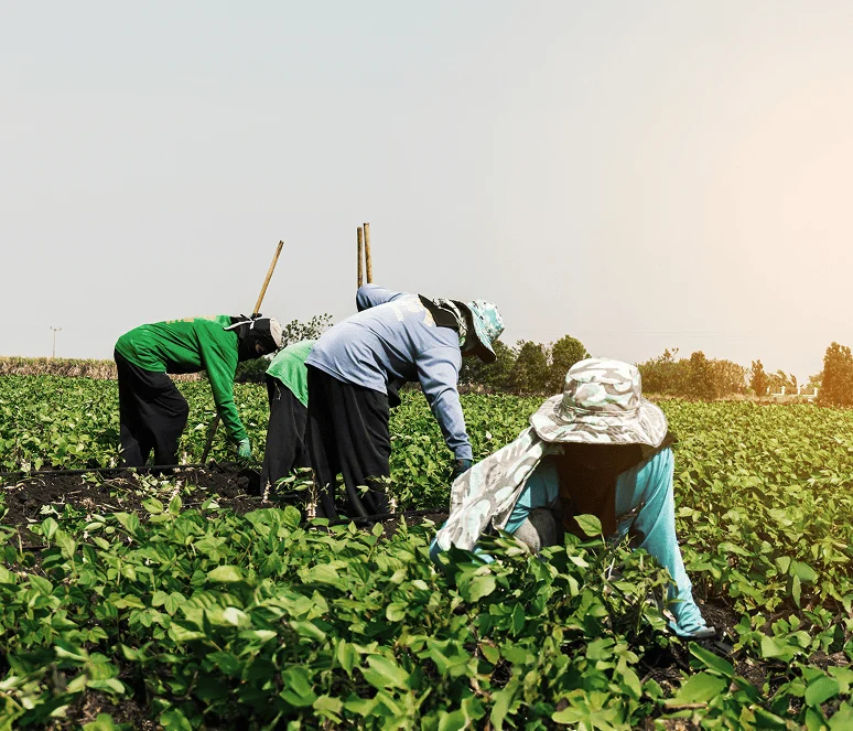 Three people wearing hats and long-sleeved clothing are working in a green crop field under a clear sky, bending down to tend to the plants.
